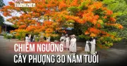 Cây phượng hơn 30 năm tuổi gây sốt, người dân đổ xô check-in