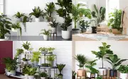Cây phong thủy ưa bóng râm: Bí quyết chọn cây trồng trong nhà thịnh vượng