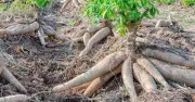 Cây sắn từ 'cây chống đói' đến niềm tự hào ẩm thực Việt