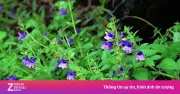 Cây thuốc dưỡng gan, bổ tim sẵn ở Việt Nam: Tác dụng bất ngờ từ nhân trần
