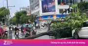 Cây xanh bật gốc đè trúng 2 ôtô ở giao lộ TP.HCM, giao thông ùn tắc