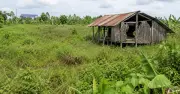 Dự án 4 triệu cây giống ở Cà Mau bỏ hoang 17 năm, kiến nghị thu hồi đất