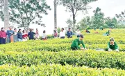 Dự án chè hữu cơ Thái Nguyên: Nâng cao giá trị, thu hút du lịch