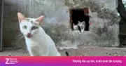 Di dời toàn bộ mèo hoang trên đảo Hòa Bình ở Công viên Thống Nhất