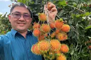 Du khách thích thú rủ nhau ăn chôm chôm tại vườn ở Đồng Nai