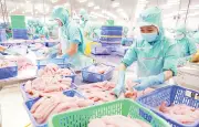 Giá cá tra nguyên liệu neo cao, ngành thủy sản đối mặt thách thức con giống