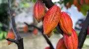 Giá ca-cao tăng mạnh, lúa mì giảm do nguồn cung trái chiều