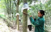 Giá cao su tăng mạnh nhờ nhu cầu và nguồn cung thắt chặt