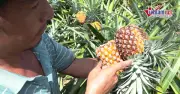 Giá dưa rớt còn 4.000 đồng/kg, nông dân bất lực nhìn quả thối ngoài ruộng