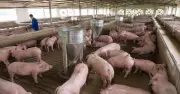 Giá heo hơi hôm nay 15.6.2026: Tạm ngừng đà giảm, ổn định trên cả nước