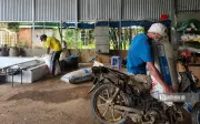 Giá mủ cao su tăng mạnh, người trồng phấn khởi dù sản lượng giảm