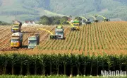 Giá ngô và dầu tăng mạnh: Động lực từ thời tiết Mỹ và căng thẳng Hormuz