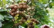 Giống nhãn Long Phụng Châu: Trái xanh vẫn ngọt, sai quanh năm ở miền Tây