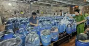 Gần 1.000 tấn giá đỗ ngâm nước kèo hóa chất: 6 bắp nguy hại ra sao?