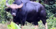 Hai cá thể bò tót chết trong khu bảo tồn Đồng Nai, nghi do sét đánh