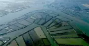 Hồi sinh 'lá phổi xanh' giữa đầm Thị Nại sau bão