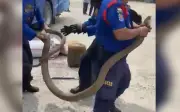 Hàng chục hành khách hoảng loạn vì rắn hổ mang chúa 3 mét trong xe khách