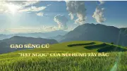 Hành trình gìn giữ hạt ngọc Séng Cù trên vùng cao Than Uyên