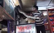 Đội cứu hộ bắt trăn lưới dài 2,4m trên trần cửa hàng ở Ấn Độ