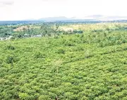 Điểm tựa của người dân Ia Hrung từ mô hình nhận khoán cà phê