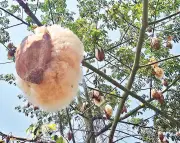Ký ức tuổi thơ bên cây gòn miền Tây khiến nhiều người bồi hồi
