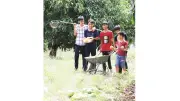 Ký ức tuổi thơ miền xoài cát trắng: Hương vị khó phai