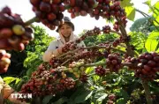 Đắk Lắk xây dựng Buôn Ma Thuột thành thủ phủ cà phê ngon nhất thế giới