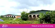Khởi tố chủ trại heo 4.000 con gây ô nhiễm môi trường tại Gia Lai
