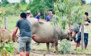 Khống chế thành công trâu điên húc 4 người bị thương ở Đắk Lắk