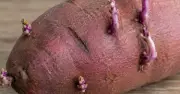 Khoai lang mọc mầm có ăn được không? Chuyên gia giải đáp chi tiết