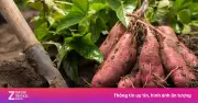 Khoai lang: 'Siêu thực phẩm' rẻ bèo giúp kiểm soát đường huyết hiệu quả
