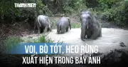 Khoảnh khắc hiếm: Voi con tắm bùn giữa rừng Mã Đà