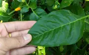 Lá ớt - 'nhân sâm của người nghèo' bị bỏ quên bỗng thành siêu thực phẩm