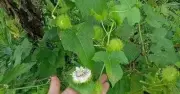 Lạc tiên – thảo dược thanh nhiệt, an thần, hỗ trợ huyết áp và tiêu hóa