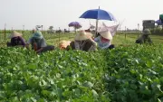 Lời thật từ 'vùng xám' thực phẩm: Nỗi lo từ sản xuất nhỏ lẻ đến bàn ăn