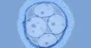 Lần đầu chỉnh sửa gene phôi người thành công: Cơ hội chữa bệnh hay nguy cơ thương mại hóa?
