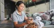 Làng nghề khoai deo Ninh Châu: Từ truyền thống đến hiện đại, thu nhập ổn định