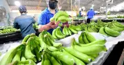 Loại quả dân dã mang tham vọng tỷ USD: Giúp Việt Nam đứng thứ 9 thế giới về sản lượng
