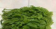 Loại rau có cái tên khiến nhiều người ngại nhắc nhưng giàu dinh dưỡng