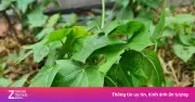 Loại rau lạ cực tốt cho gan, ngon ngọt tự nhiên, nhiều người chưa biết