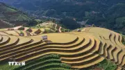 Lập lành ruộng bậc thang mùa nước đổ ở Mù Cang Chải