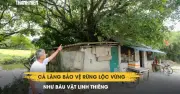 Ly kỳ ngôi làng Huế giữ rừng lộc vừng suốt hàng trăm năm: Ai chặt cây bị phạt nặng