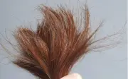Mẹo đơn giản chấm dứt tình trạng tóc chẻ ngọn hiệu quả