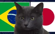 Mèo tiên tri dự đoán Brazil thắng Nhật Bản tại World Cup 2026