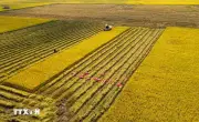 Đề án 1 triệu ha lúa: Thay đổi tư duy sản xuất của nông dân Tây Ninh