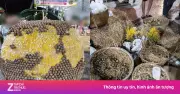 Nửa triệu khách đổ về lễ hội trái cây Đồng Tháp sau vụ vặt trụi trái cây
