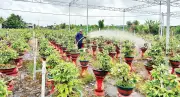 Ứng dụng khoa học-công nghệ nâng tầm cây giống, hoa kiểng Vĩnh Long