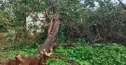 Đồng Nai: Cây điều gãy đổ trong mưa giông khiến 1 người tử vong