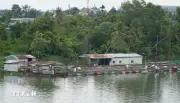 Đồng Nai giải tỏa nuôi cá lồng bè tự phát trên sông