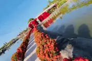 Ông nội 74 tuổi trồng 100 khóm hoa suốt 3 năm tặng cháu gái ngày cưới